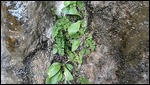 Weeping Wall, lush flora 1