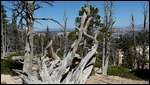 Bristlecone Pine