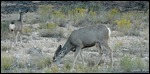 Deer at Bryce