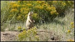 Prairie Dog 2