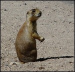 Prairie Dog 3