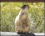 Prairie Dog 4