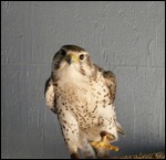 Barn Owl