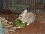 Enjoying Her Greens