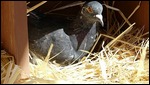 PIgeon Nesting