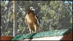 Red Tailed Hawk