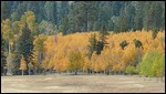 Aspen Trees in Kaibab National Forest