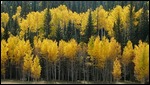 Aspen Trees in Kaibab National Forest