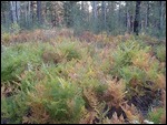 Ferns Showing Fall Color