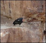 Condor at Navajo Bridge