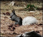 Kaibab Squirrel