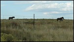 Horses Run Free on Navajoland