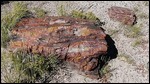 Logs at Petrified Forest