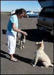 Feeding Sheep Dogs