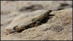 Lizard Sunning