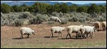 Navajo Sheep 