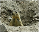 Prairie Dog