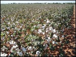 Cotton Field