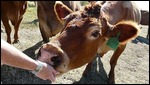 Feeding Cattle