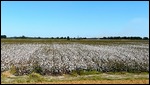 Cotton Fields