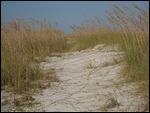 Dunes at St. George Island