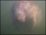 Manatee Underwater