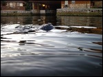 Manatee Snout