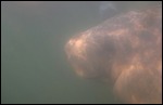 Manatee Underwater