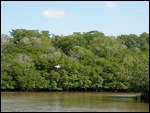 Birds of the Everglades