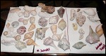 Shells We Collected