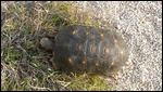 Annie, one of our tortoises