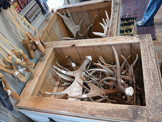 Antlers for Sale