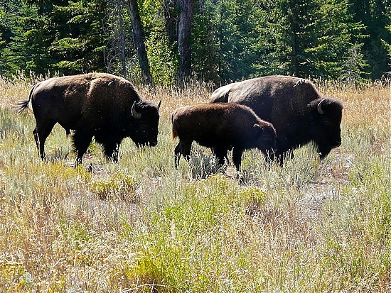 Bison at GTNP