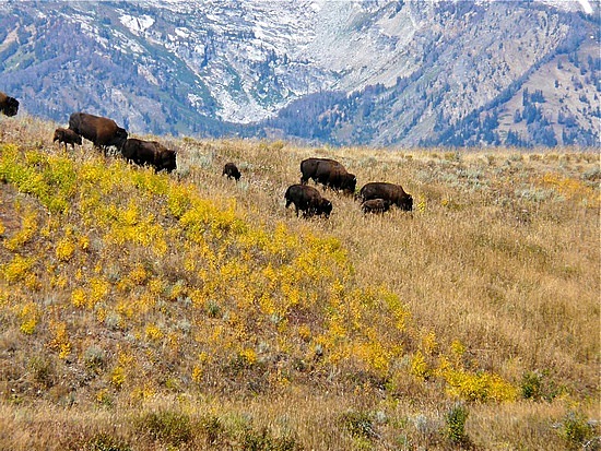 Bison at GTNP