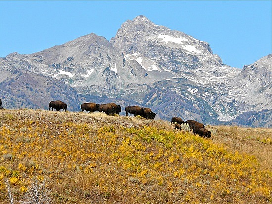 Bison at Grand Teton National Park