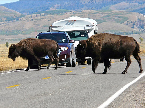 Bison at GTNP