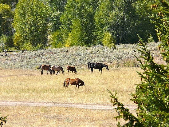 Horses on the Gros Ventre Drive