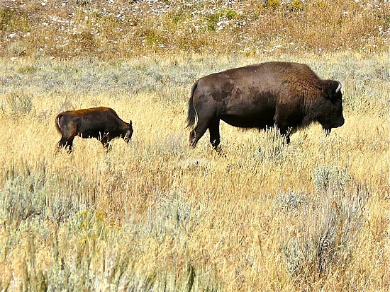 Mama & Baby Bison