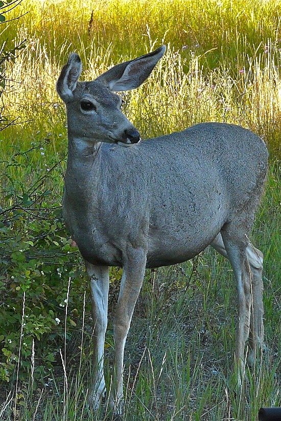 Mule Deer by our Cabin