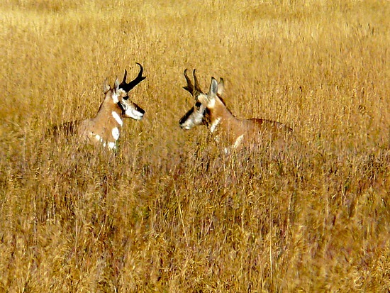 Pronghorn at Antelope Flats