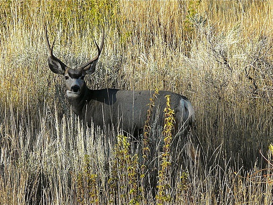 Stag