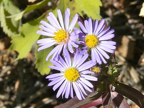 Wildflowers on the trail.