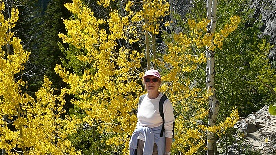 Aspens in Their Fall Colors