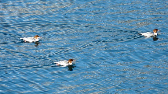 Ducks on String Lake