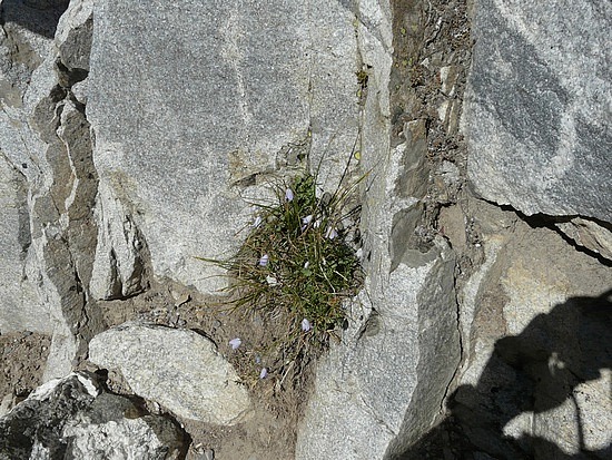 Lavender Bells on Hike