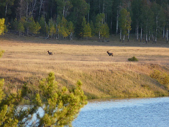 Elk in Meadow Above Oxbow Bend