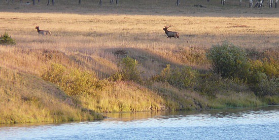 Elk in Meadow Above Oxbow Bend