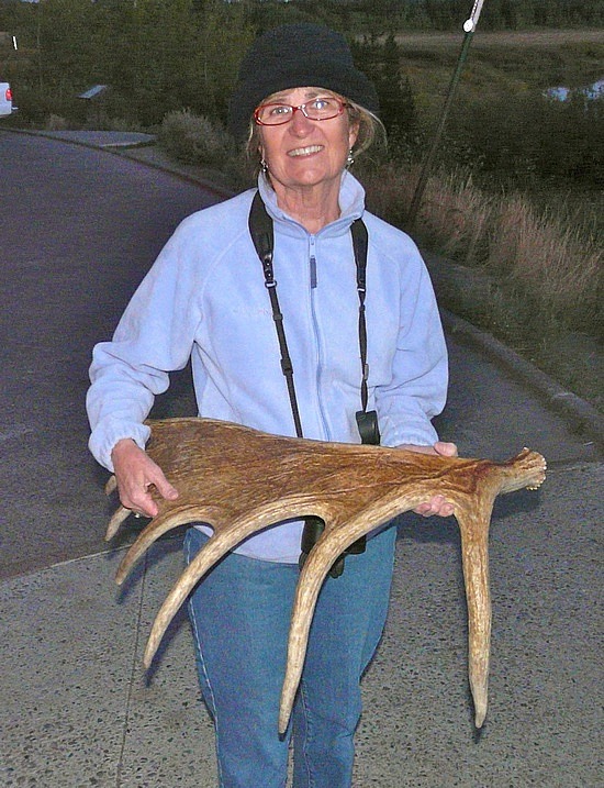 Sally With Moose Antler