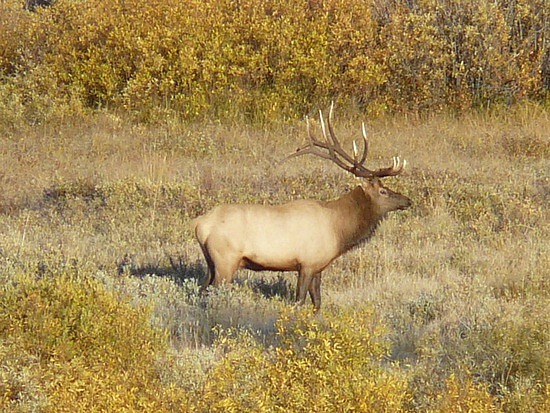 Bull Elk