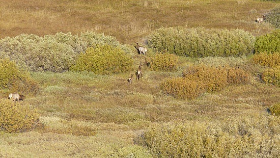 Elk herd